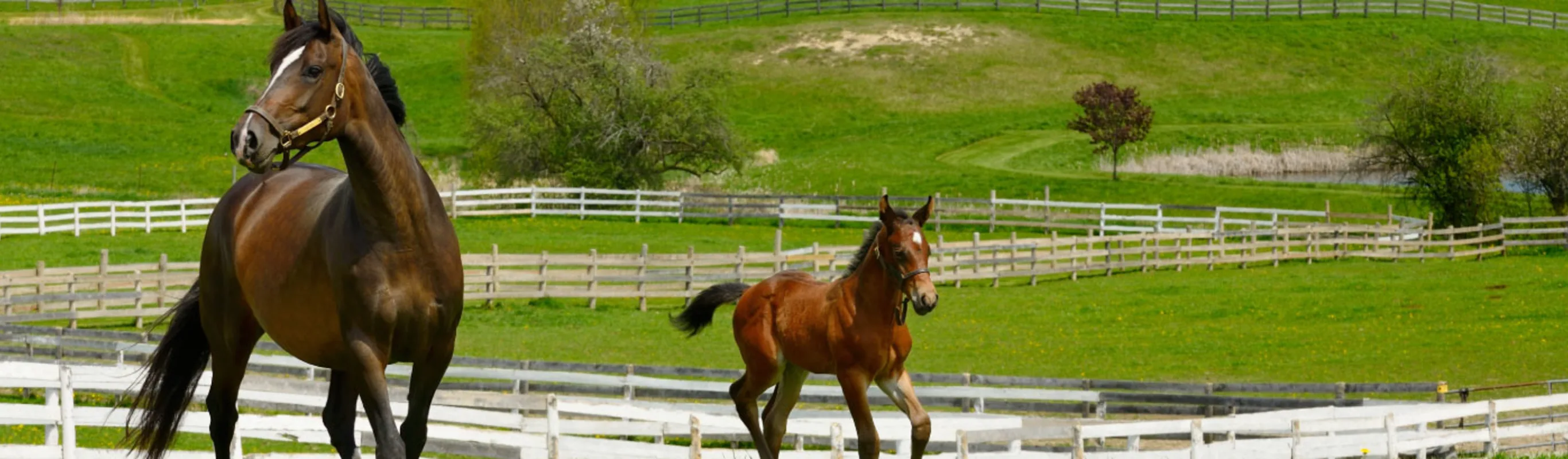 Horse with baby horse in field